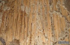 白蟻的生活環(huán)境是怎樣的？