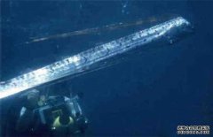 皇帶魚什么魚，皇帶魚最長有多長？