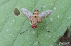 果蠅的危害有哪些？