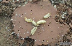 白蟻的天敵主要有哪些？