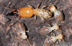 白蟻的壽命有多長(zhǎng)？