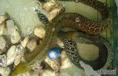 鰻魚(yú)常見(jiàn)病害有哪些，如何防治？