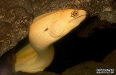 鰻魚(yú)的產(chǎn)地分布、生活習(xí)性與生長(zhǎng)過(guò)程