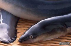 鰻魚的選購(gòu)方法，鰻魚的營(yíng)養(yǎng)價(jià)值與常見做法