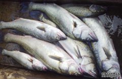 鱸魚大約多少錢一斤？鱸魚的選購(gòu)方法