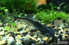 鸚鵡魚和什么魚混養(yǎng)好？