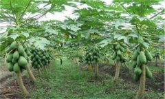 番木瓜育苗方法、步驟及其苗期管理技術(shù)介紹