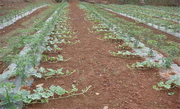 西瓜的整技、壓蔓方法