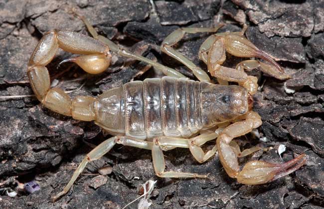 蝎子是不是昆蟲 蝎子的功效與作用