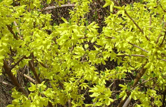 連翹的產(chǎn)地分布 連翹種植