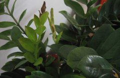 金錢(qián)樹(shù)的參考價(jià)格是多少，金錢(qián)樹(shù)的生長(zhǎng)習(xí)性簡(jiǎn)