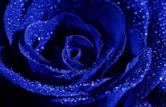 藍(lán)色妖姬多少錢一朵，藍(lán)色妖姬代表什么意思？