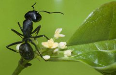 黑螞蟻能治陽痿嗎？