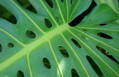 龜背竹能養(yǎng)在室內(nèi)嗎？