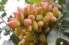 開(kāi)心果樹(shù)病蟲(chóng)害防治技術(shù)