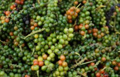 胡椒的產(chǎn)地分布，目前有哪些品種？