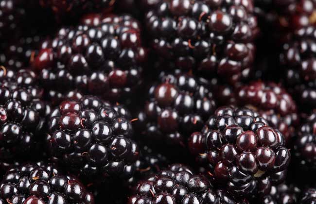 桑葚的保存方法 桑葚的功效與作用