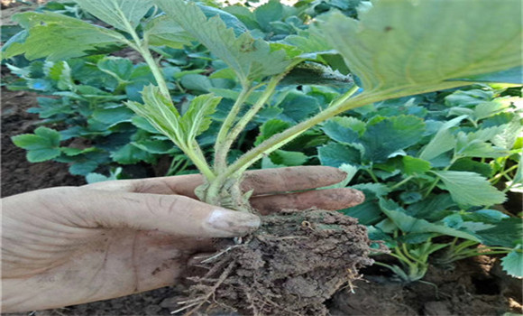 草莓的栽前處理