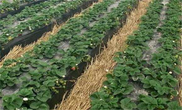 撤除防寒物，清理園地