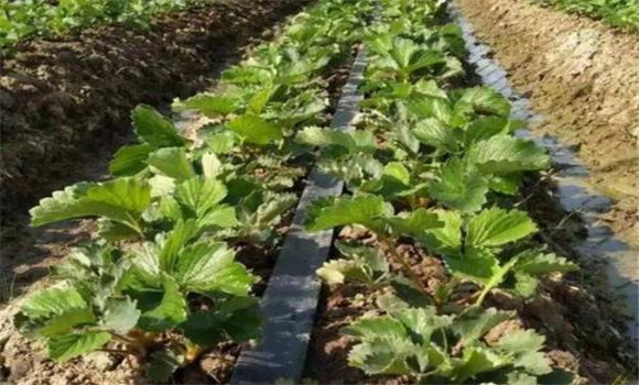 合理追肥，適時灌水