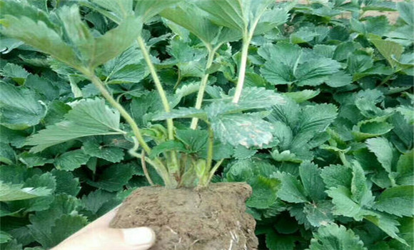 怎樣起草莓苗，如何包裝運(yùn)輸和貯藏