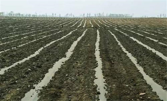 施足底肥，澆好底水