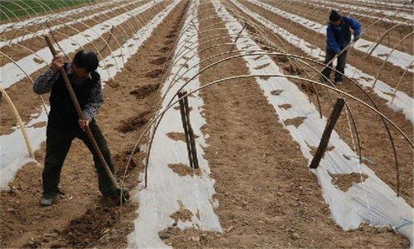 精細(xì)整溝，邊移栽邊蓋膜