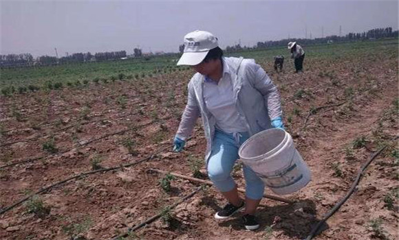 精細(xì)整地，施足底肥