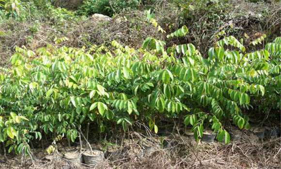 楊桃樹(shù)的種植技術(shù)