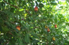 腰果的產(chǎn)地分布，購(gòu)買腰果注意什么地方