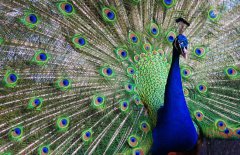 孔雀開(kāi)屏是公的還是母的？孔雀為什么會(huì)開(kāi)屏