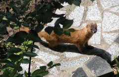 黃鼠狼吃什么食物，黃鼠狼飼養(yǎng)方法