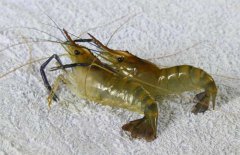 河蝦吃什么食物？河蝦的養(yǎng)殖管理須知