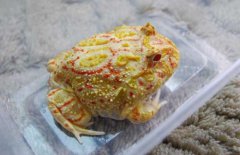 角蛙好養(yǎng)嗎？角蛙怎么養(yǎng)？