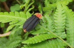 螢火蟲(chóng)的壽命多長(zhǎng)？