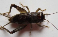 蟋蟀和蛐蛐的區(qū)別，它們是一種動(dòng)物嗎？