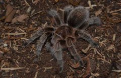 火玫瑰蜘蛛咬人嗎？