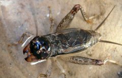 蟋蟀捕捉時(shí)間是什么時(shí)候，蟋蟀的捕捉方法