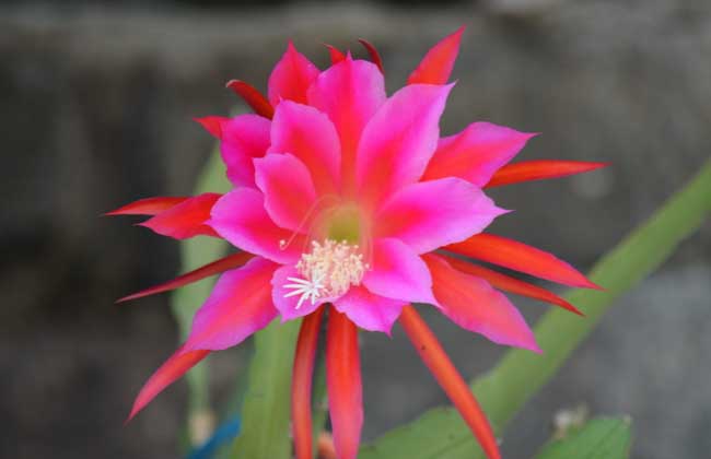 曇花和令箭荷花的區(qū)別 荷花的養(yǎng)殖方法