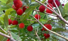 楊梅種植技術(shù)與管理:楊梅對生長環(huán)境的需求