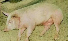 豬旋毛蟲病的癥狀，豬旋毛蟲病的防治