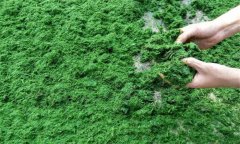 什么是青飼料？有哪些種類？營(yíng)養(yǎng)特點(diǎn)如何