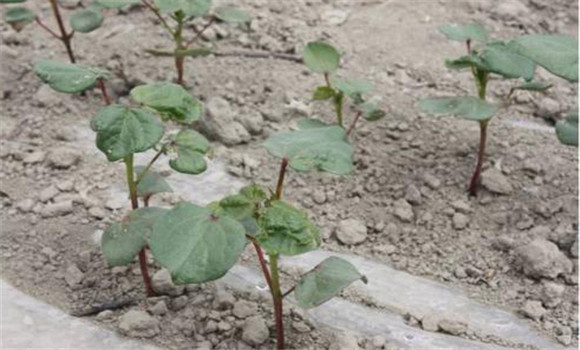 棚內(nèi)土壤酸化、鹽堿化的原因及危害