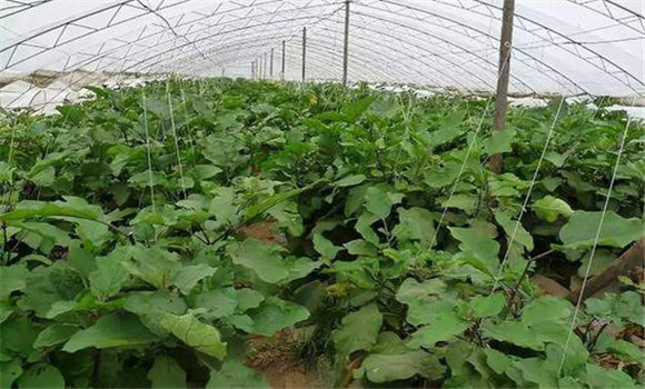 大棚濕度過(guò)高的危害