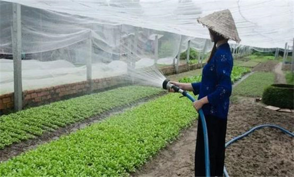 改進(jìn)灌溉技術(shù)，以水化鹽