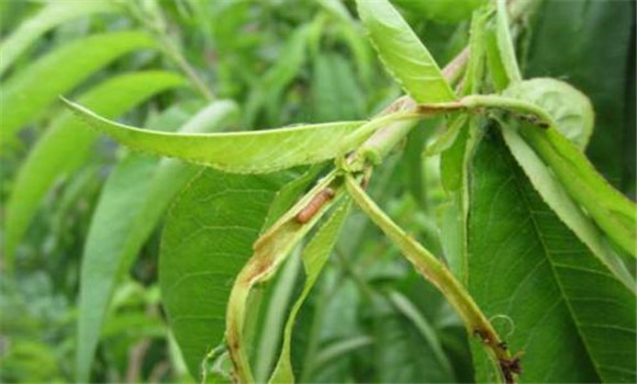 食心蟲(chóng)的藥物防治
