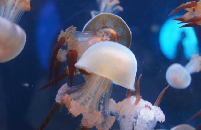 海蜇能蜇死人嗎？