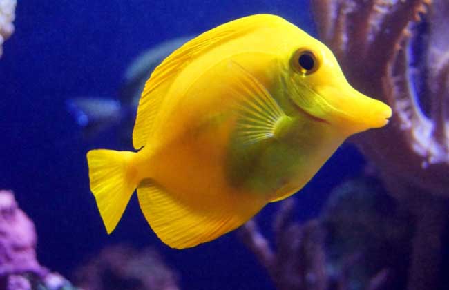 哪些魚離開水還能活？