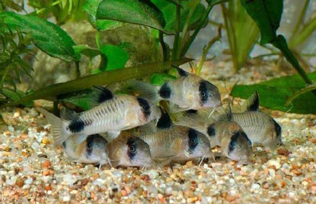 吃魚屎的魚有哪些 觀賞魚養(yǎng)殖技術(shù)