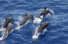 河豚吃什么食物，河豚的種類與分布